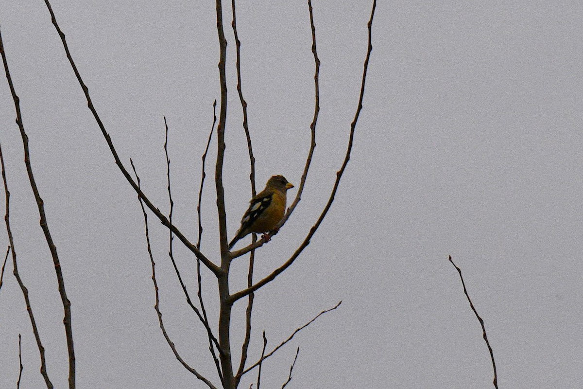 Evening Grosbeak - ML645558543