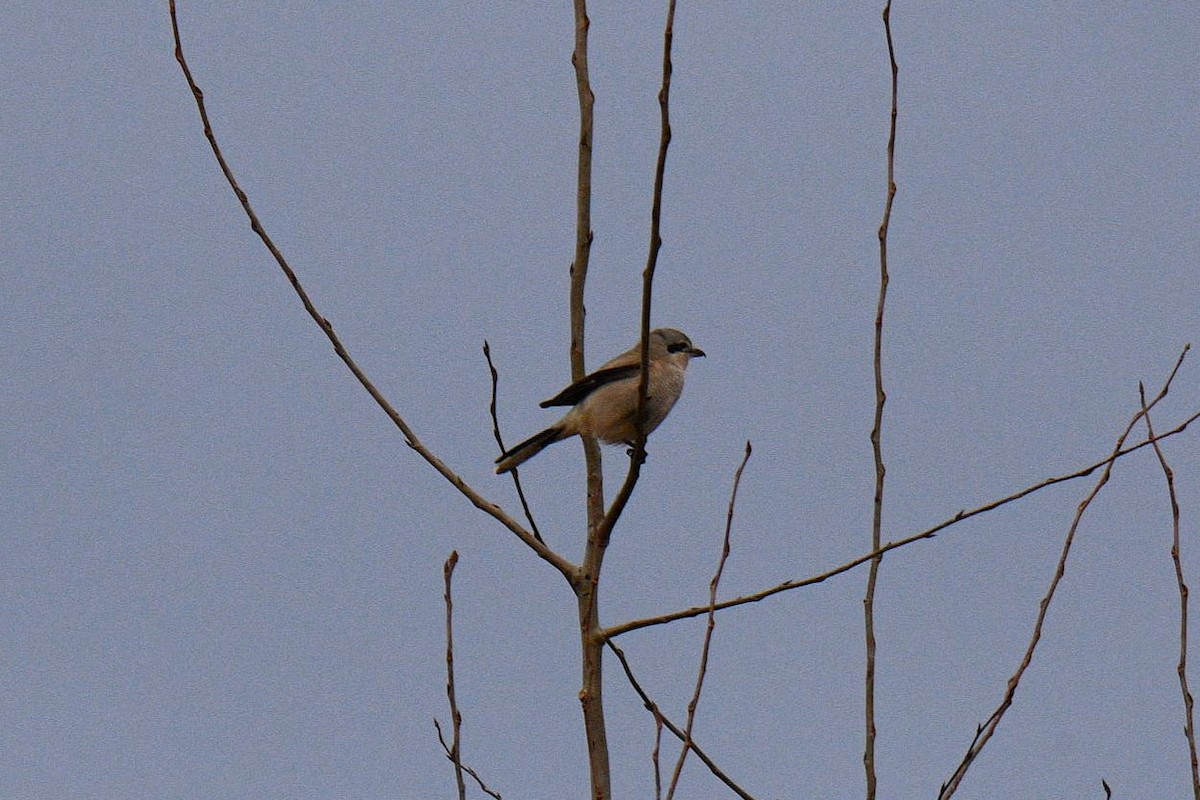 Northern Shrike - ML645558548