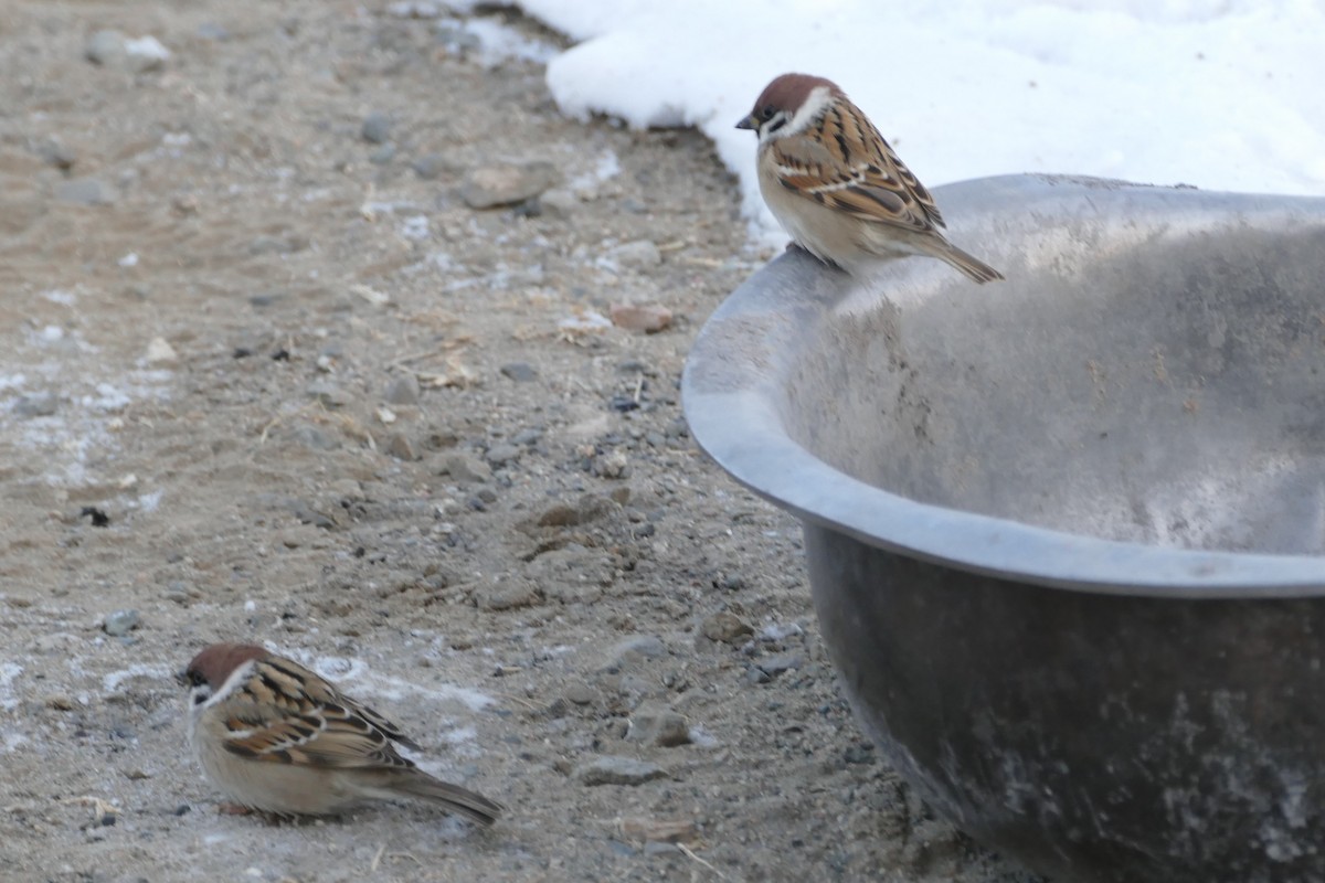 Gorrión Molinero - ML645558549