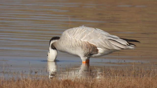 Hint Kazı - ML645558556