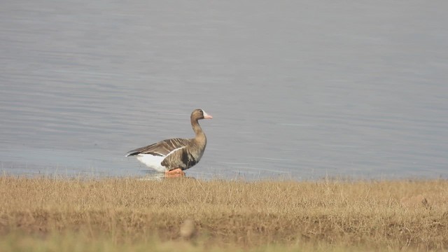 Sakarca - ML645558565