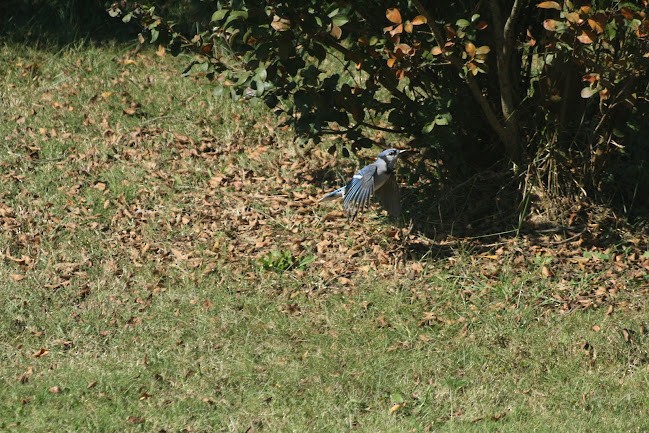 Blue Jay - ML645558567