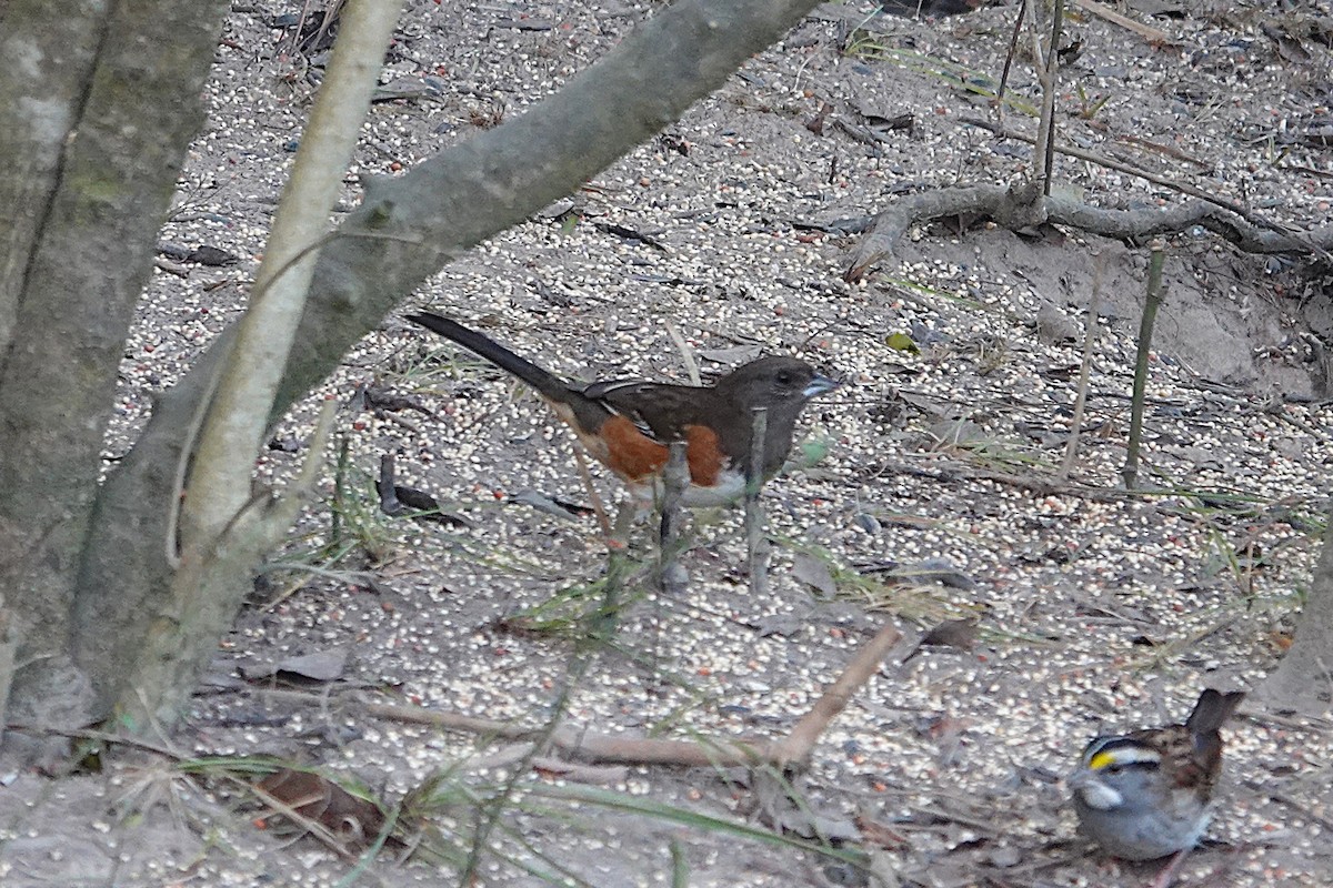 Eastern Towhee - ML645558572
