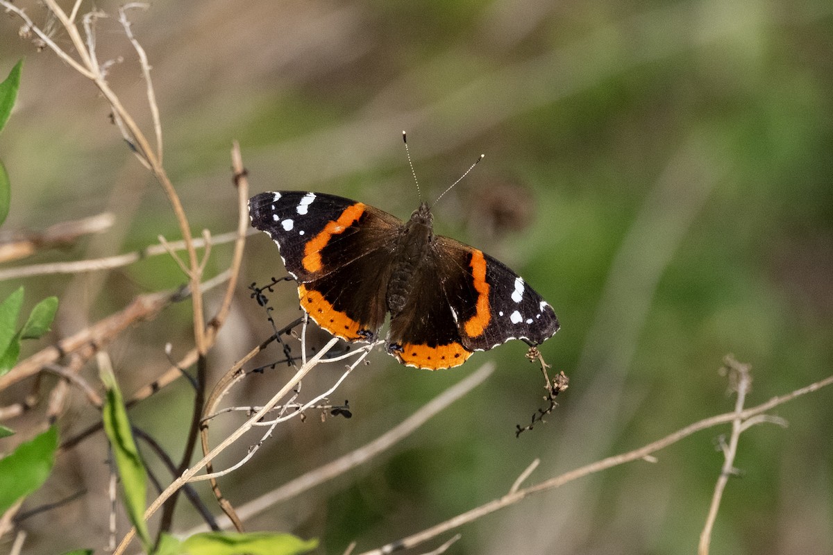 Red Admiral - ML645558574