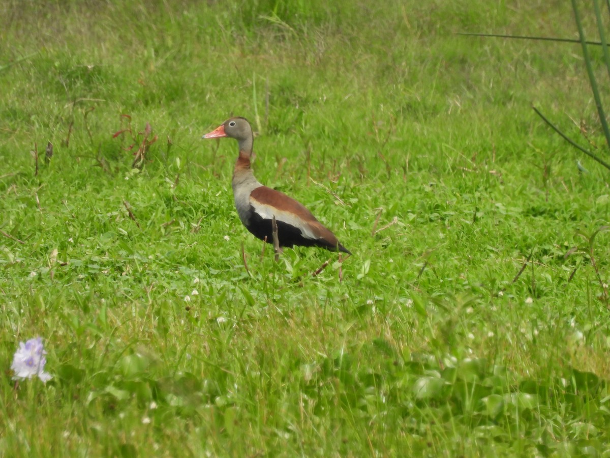 husička černobřichá - ML645558575