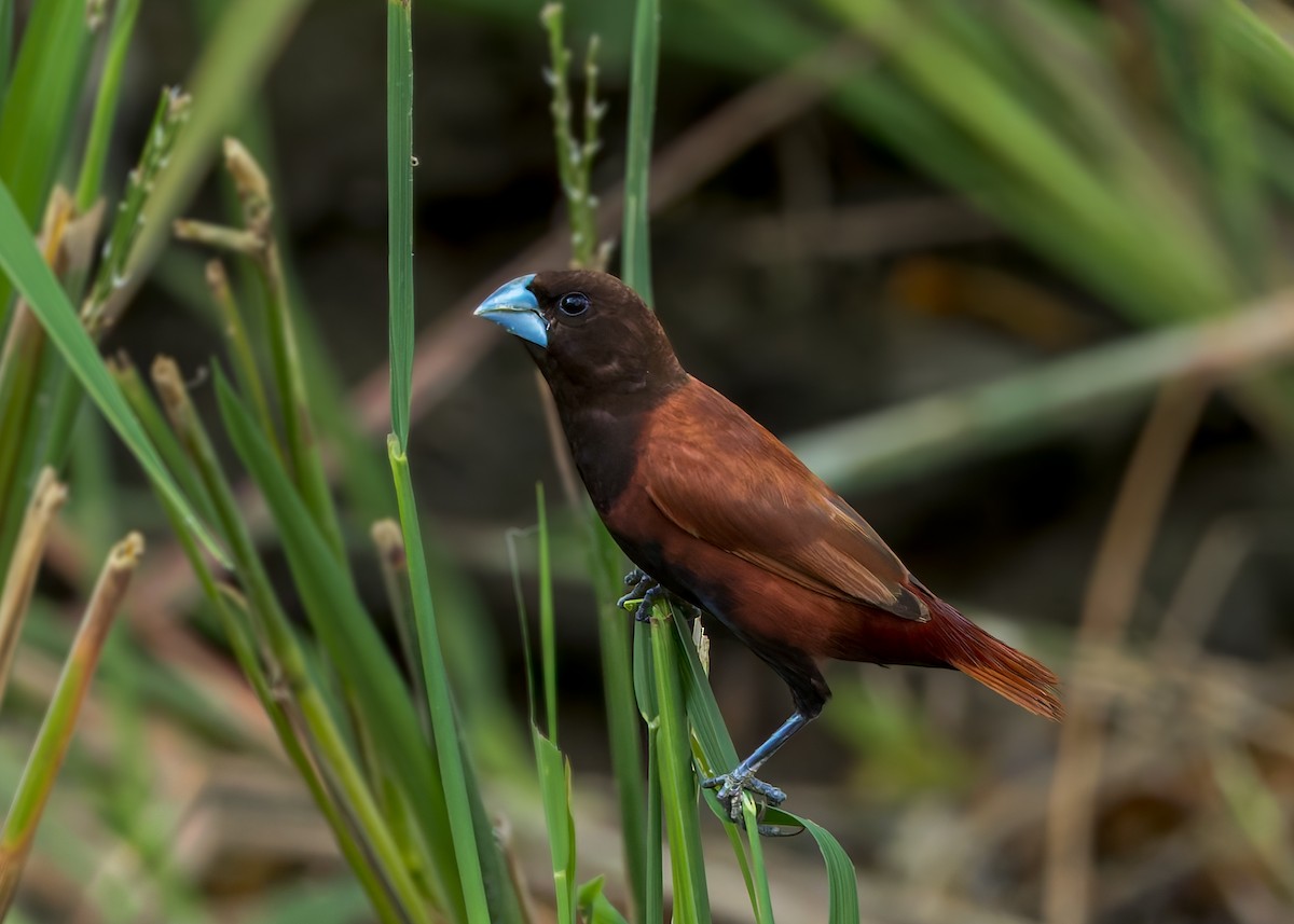 Chestnut Munia - ML645558591