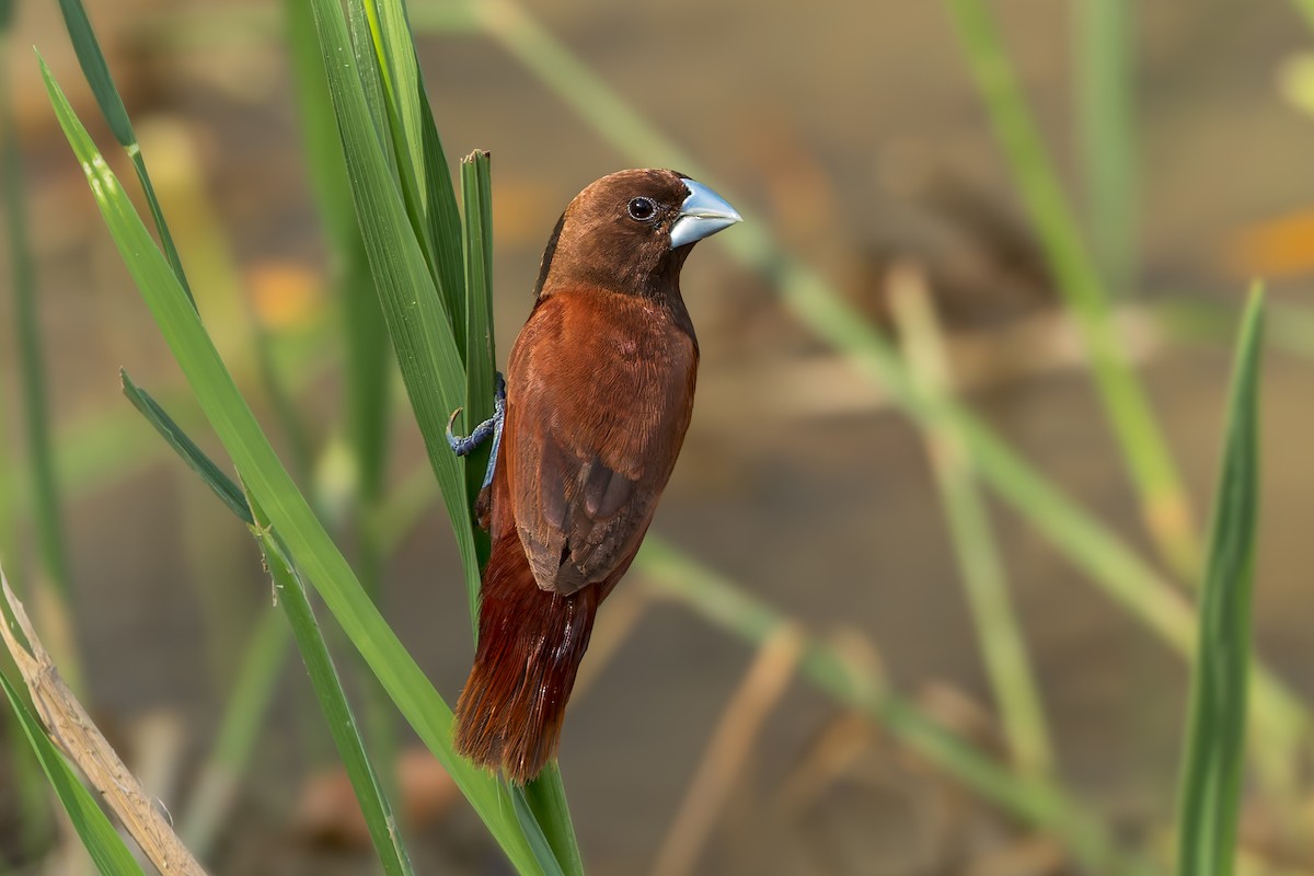 Chestnut Munia - ML645558592