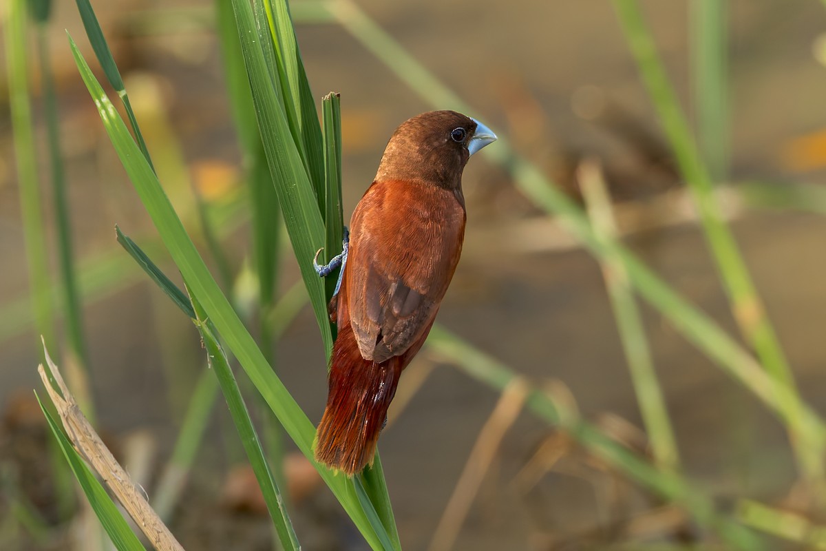 Chestnut Munia - ML645558594