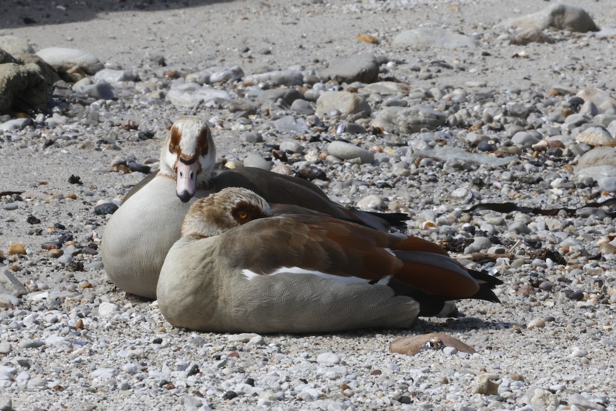 Egyptian Goose - ML645558602