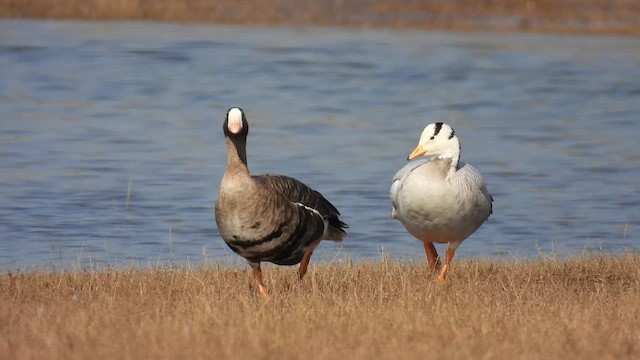 Sakarca - ML645558629