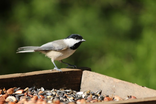 Carolina Chickadee - ML645558630