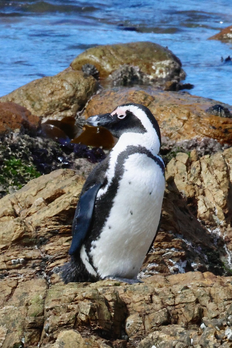 African Penguin - ML645558643