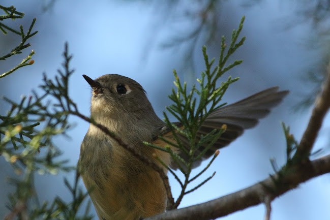 Ruby-crowned Kinglet - ML645558655