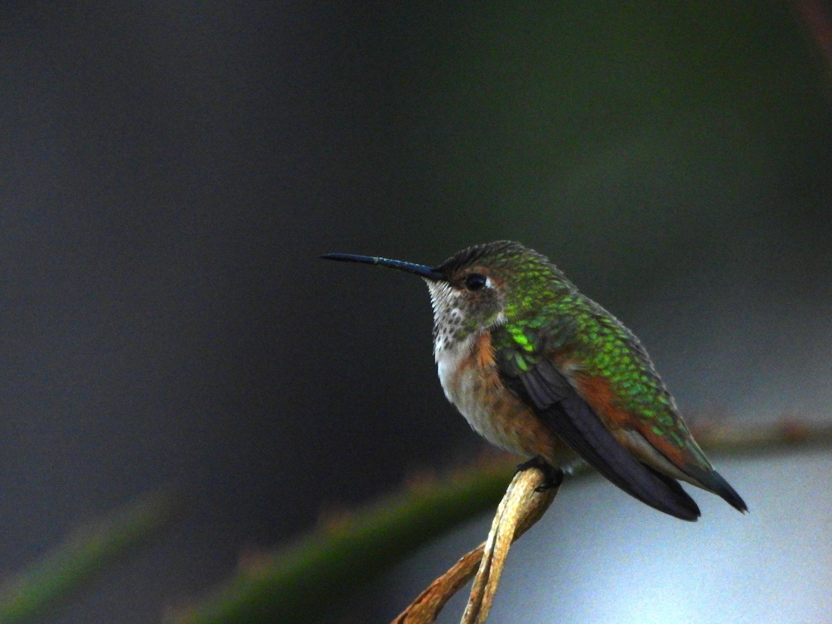 Allen's Hummingbird - ML645558658