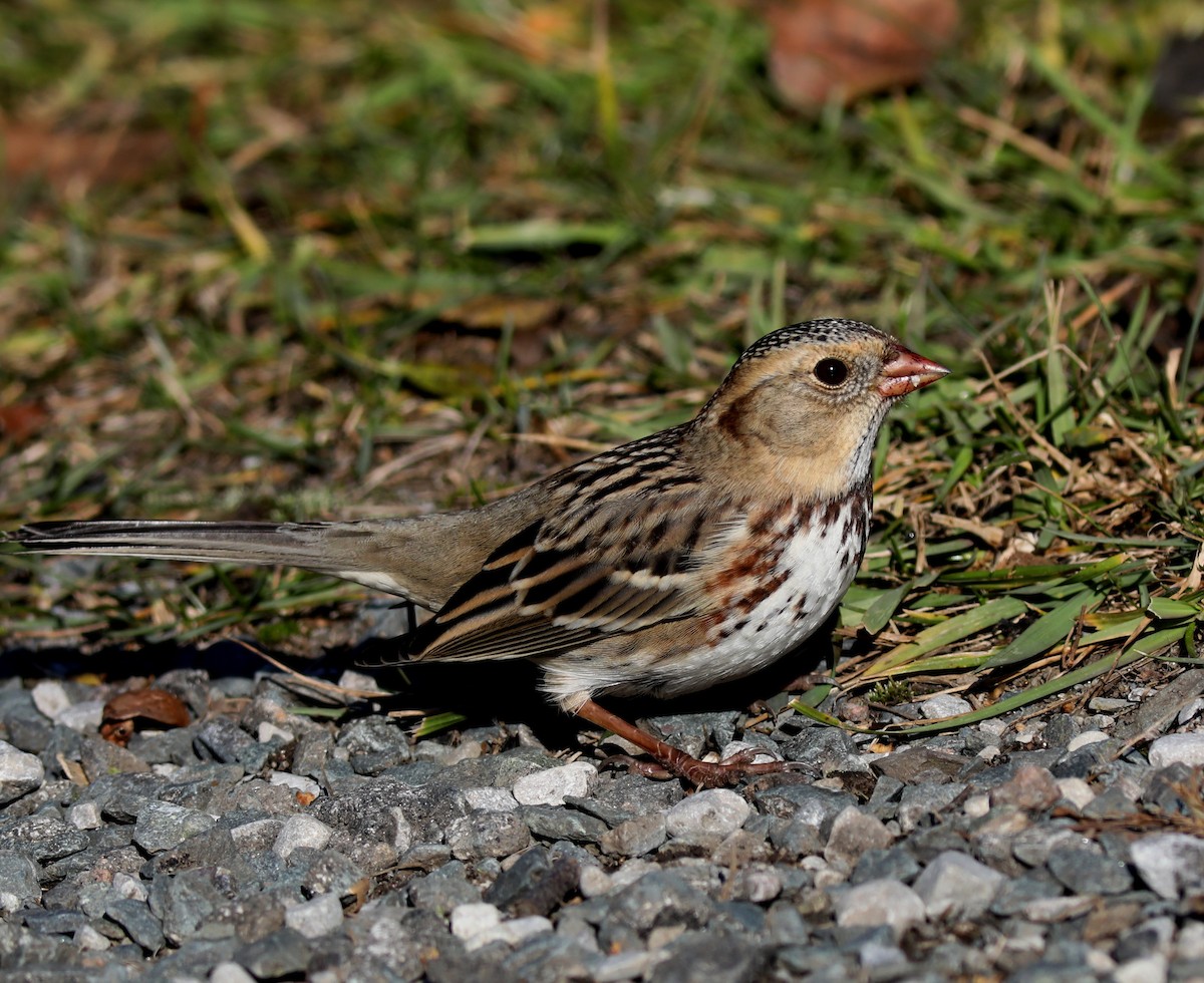 Harris's Sparrow - ML645558668