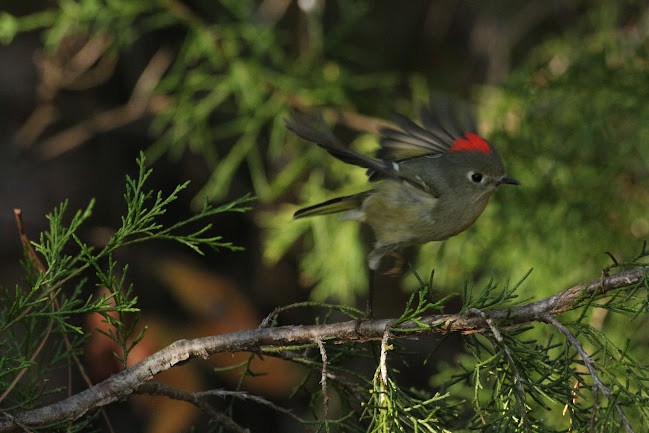 Ruby-crowned Kinglet - ML645558669