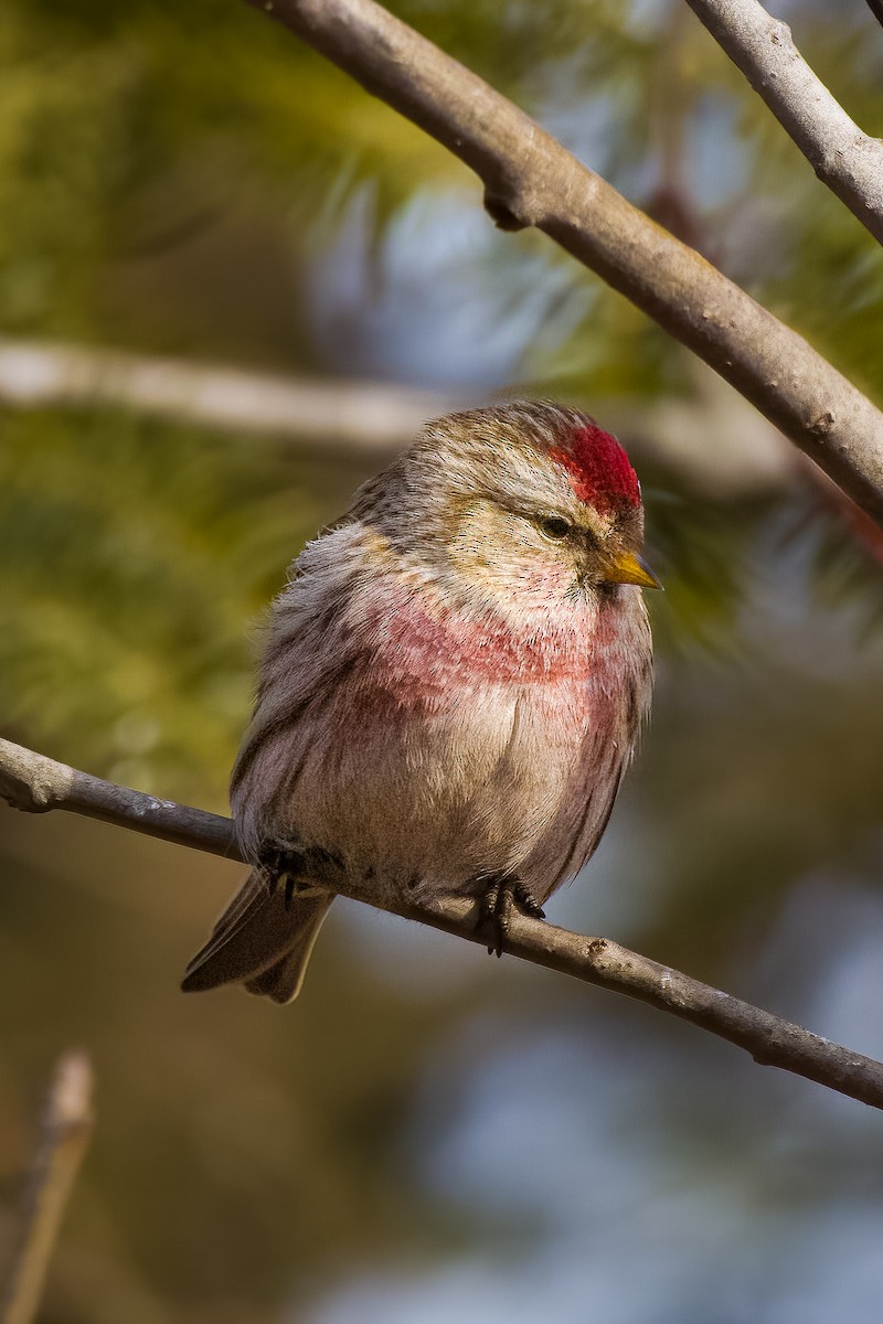 Redpoll (Common) - ML645558671
