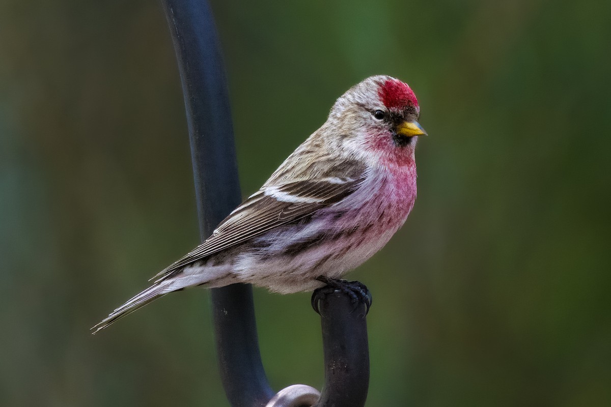 Redpoll (Common) - ML645558673