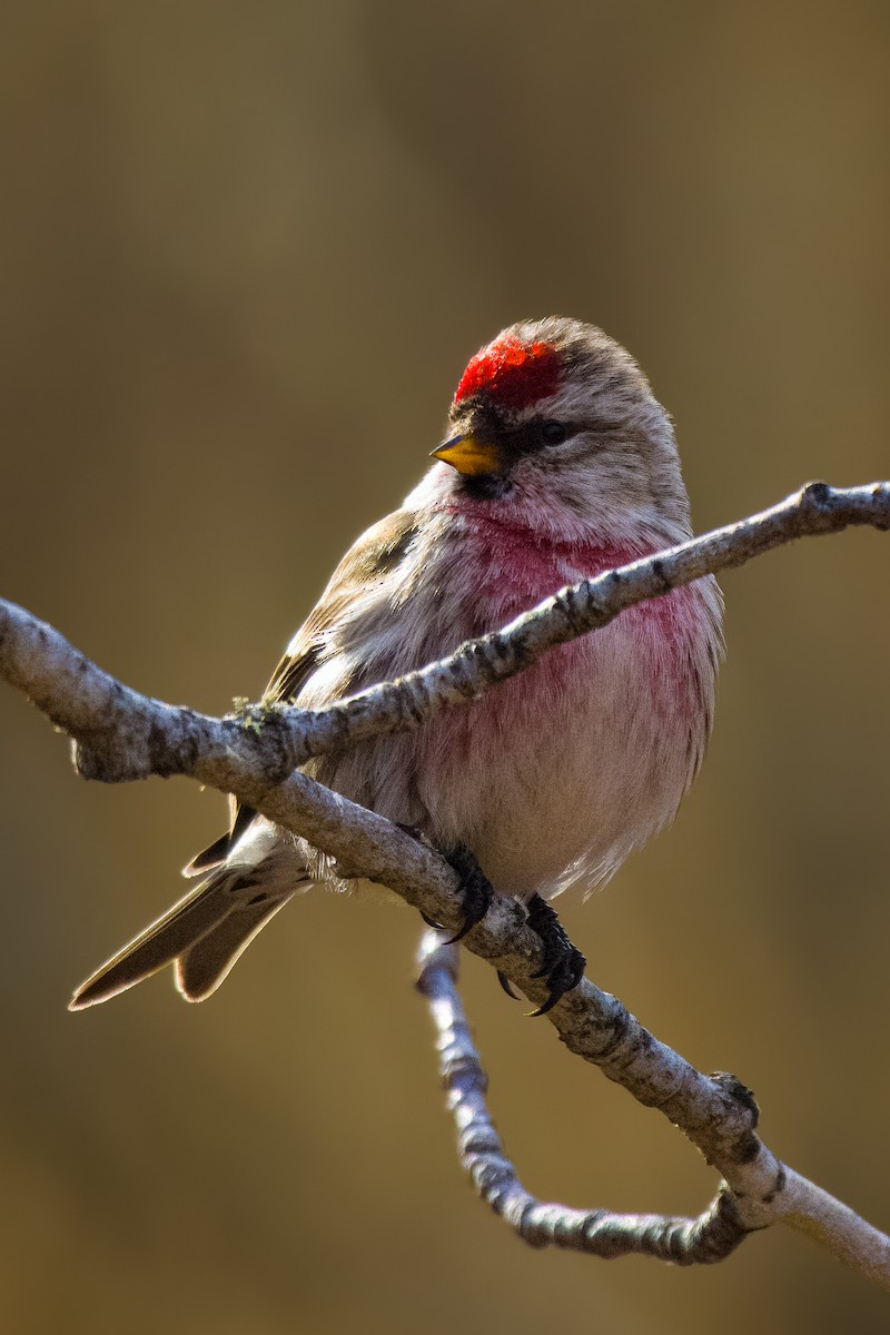 Redpoll (Common) - ML645558674