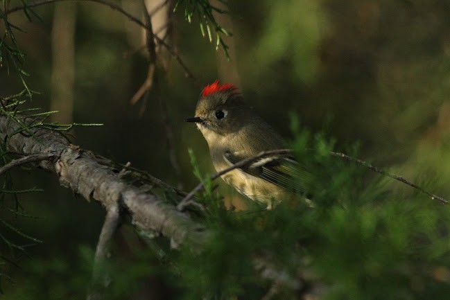 Ruby-crowned Kinglet - ML645558675