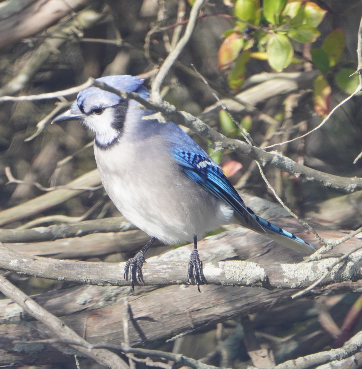Blue Jay - ML645558681