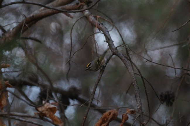 Golden-crowned Kinglet - ML645558686