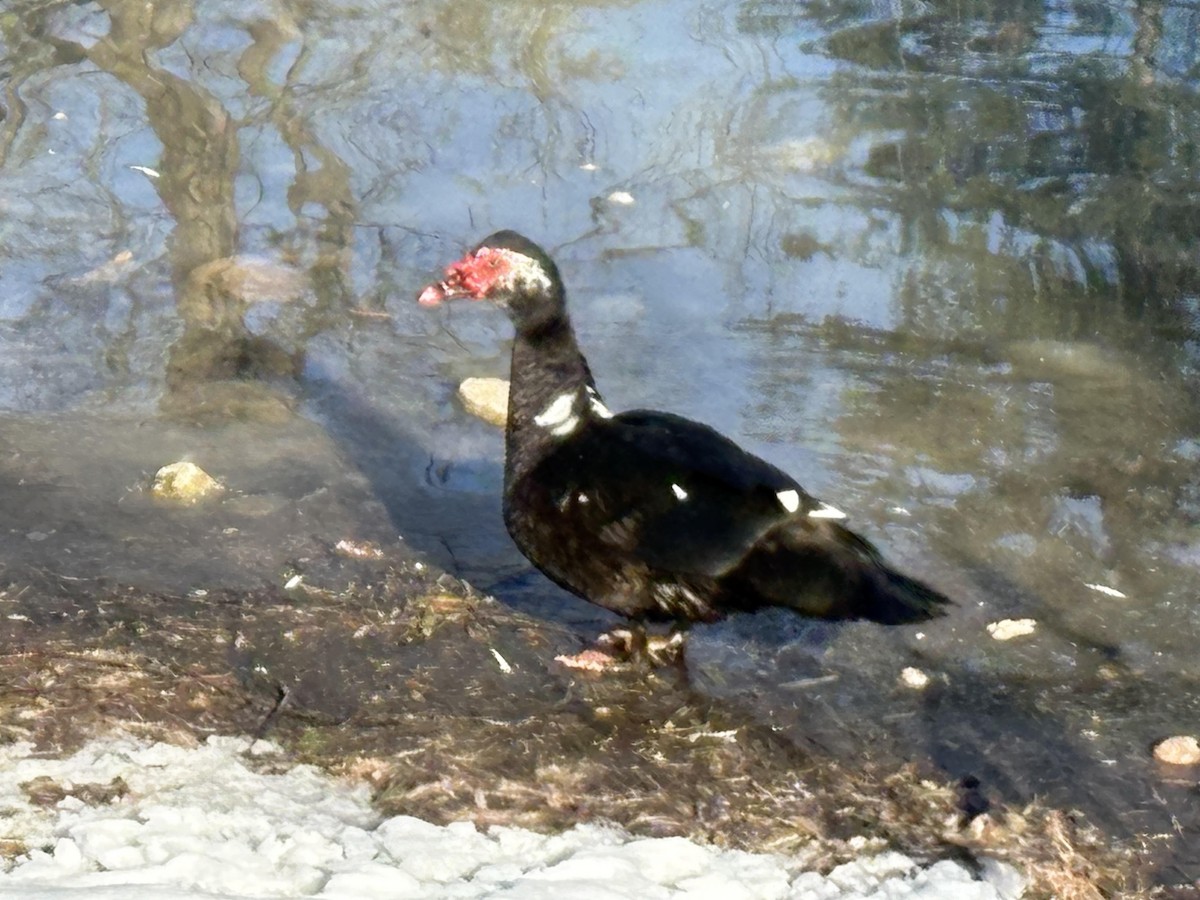Muscovy Duck (Domestic type) - ML645558701