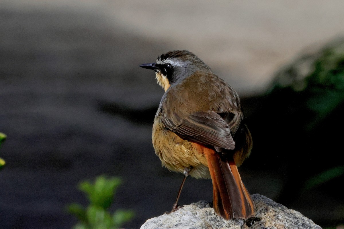 Cape Robin-Chat - ML645558704