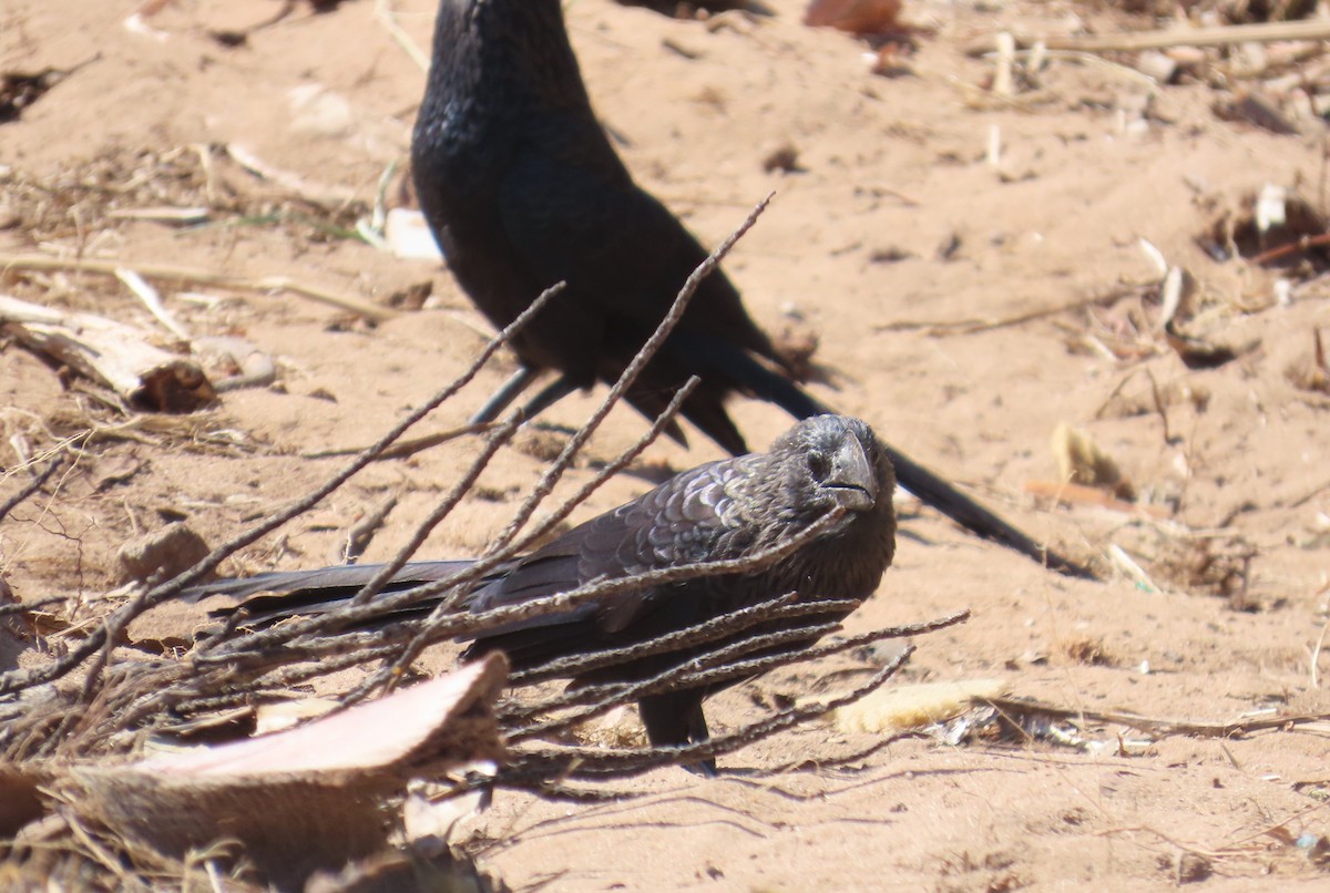 Ані товстодзьобий - ML645558705
