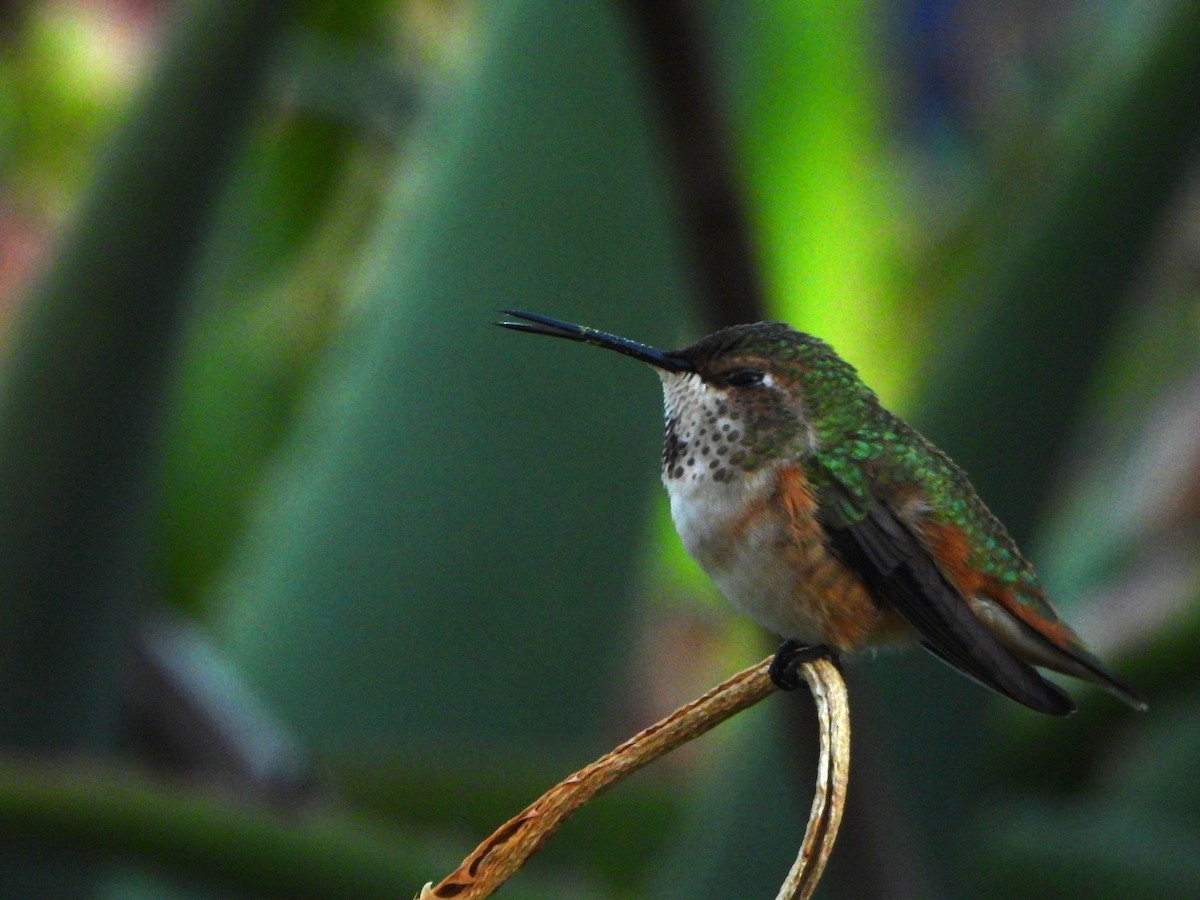 Allen's Hummingbird - ML645558709