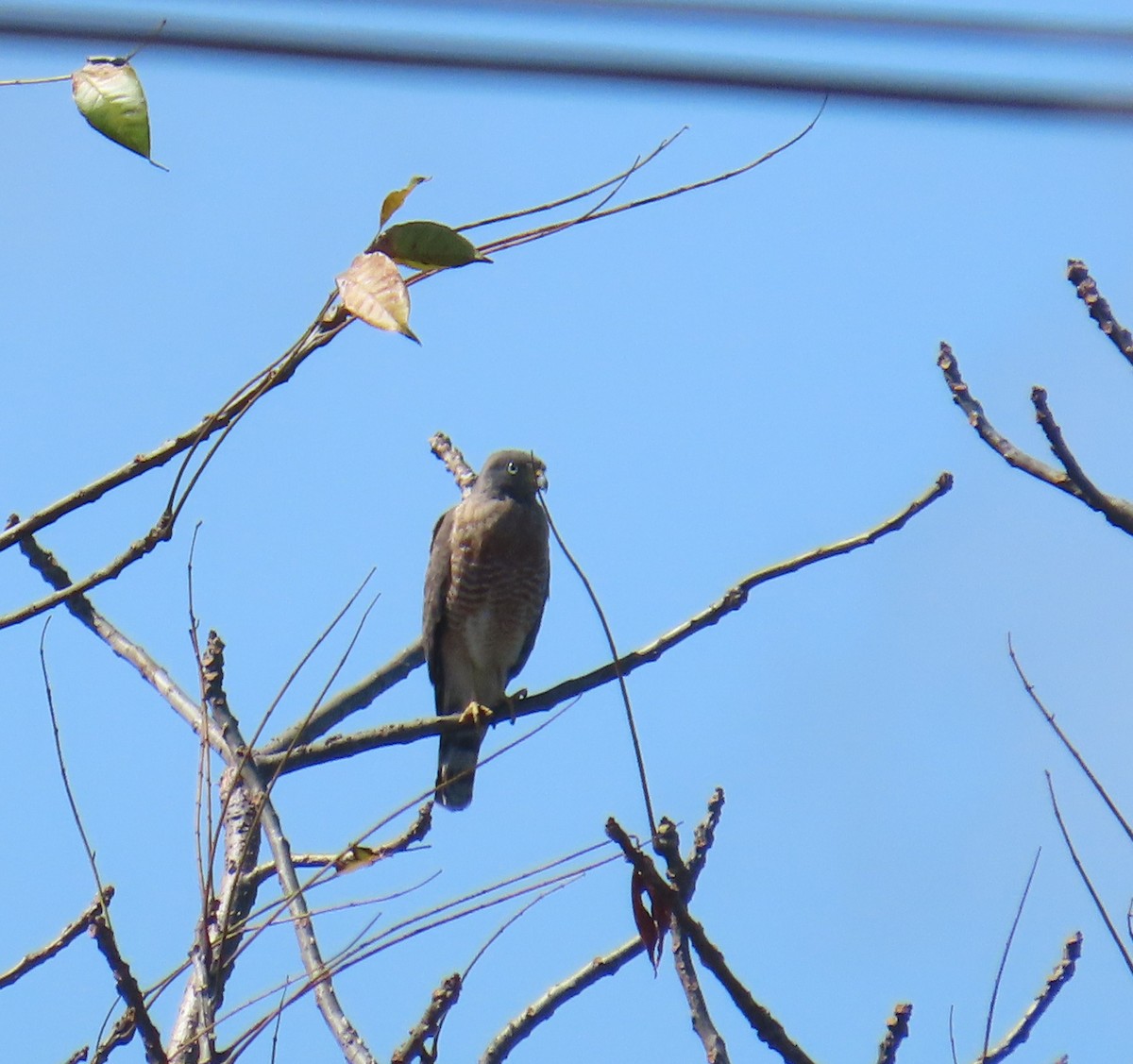 Yol Şahini - ML645558712