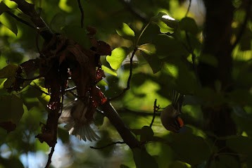 Golden-crowned Kinglet - ML645558717