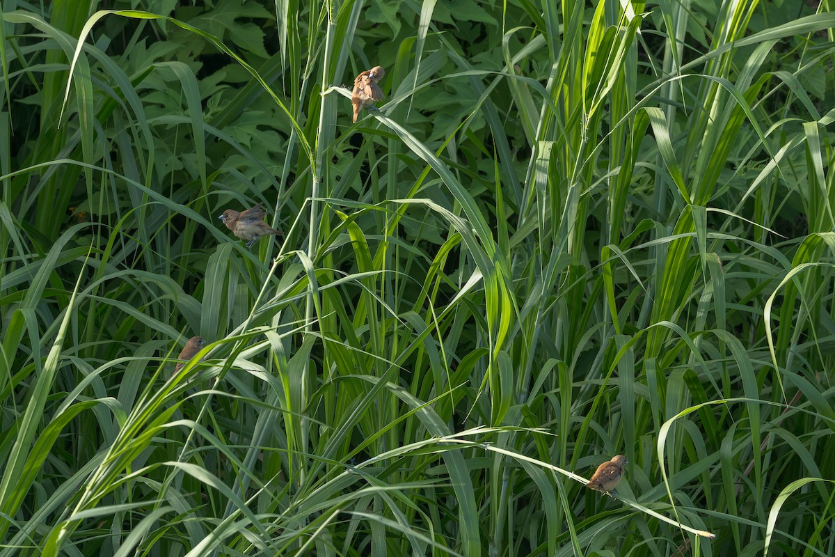 Chestnut Munia - ML645558734
