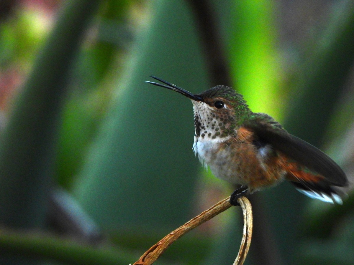 Allen's Hummingbird - ML645558736