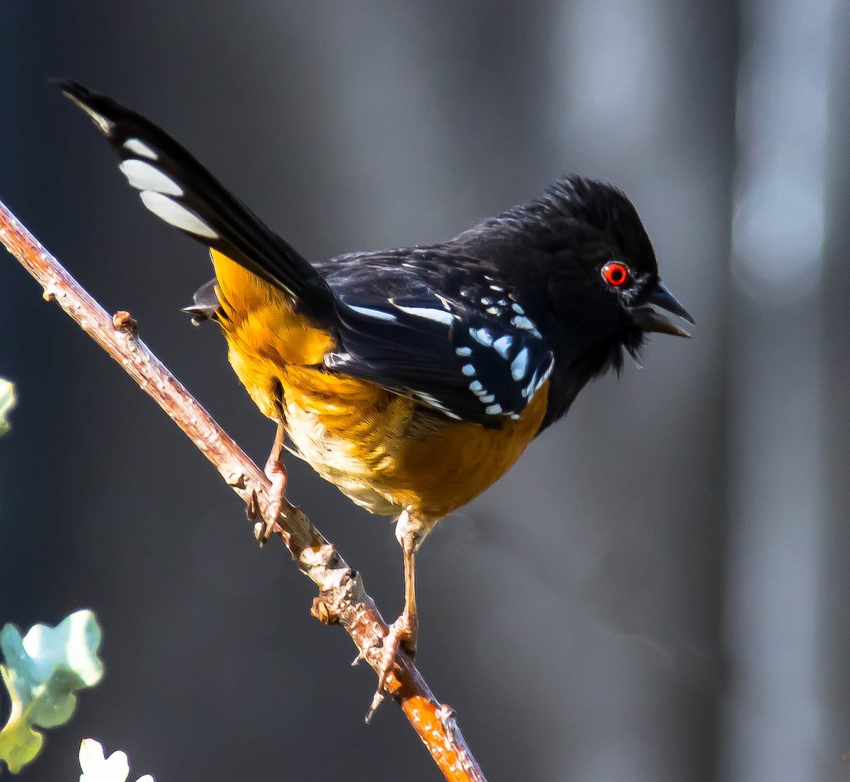 Spotted Towhee - ML645558742
