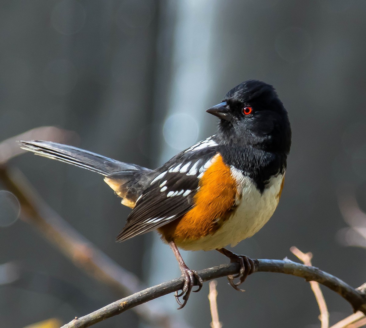 Spotted Towhee - ML645558743