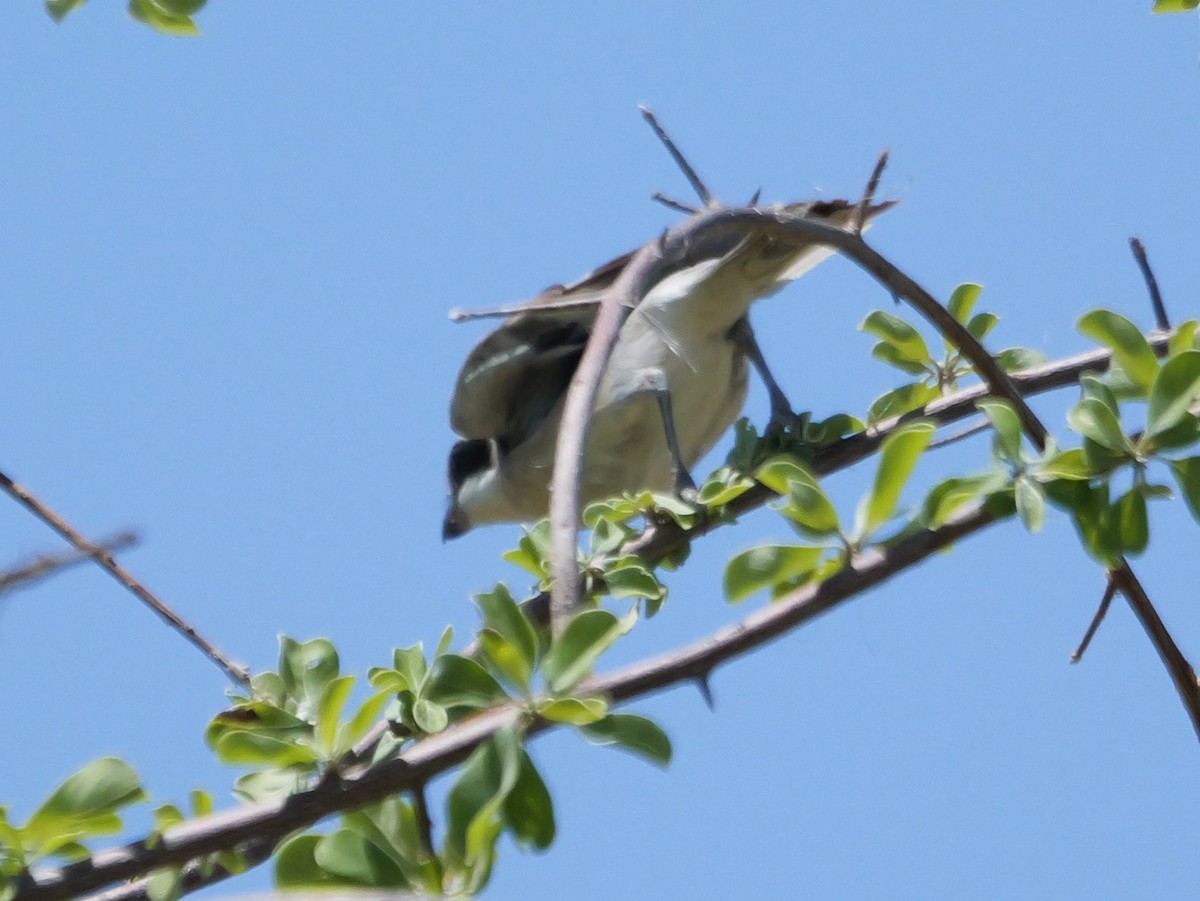 Schwarzstirnwürger - ML645558744