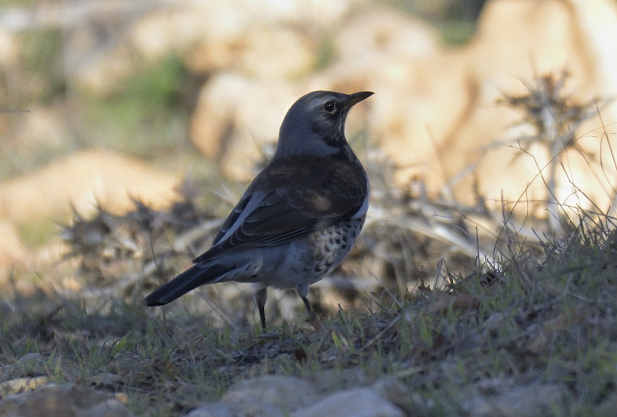 drozd kvíčala - ML645558747