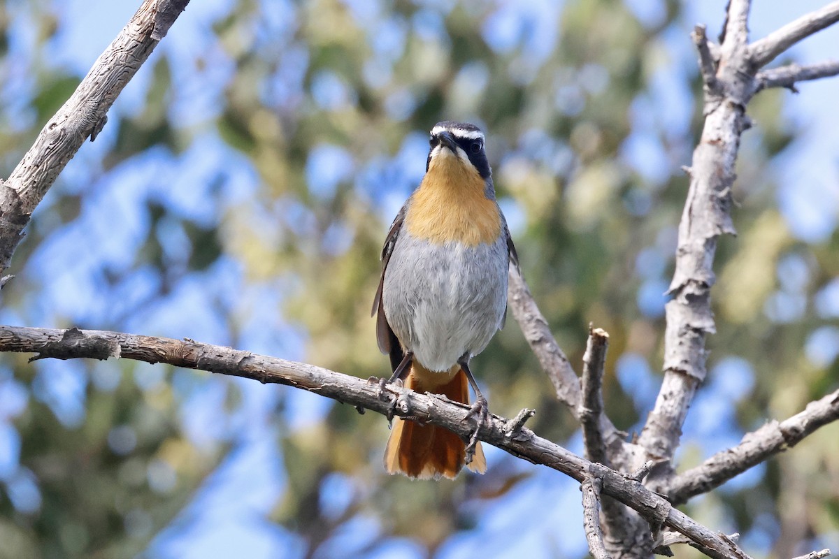 Cape Robin-Chat - ML645558757