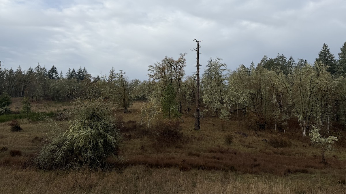 Red-tailed Hawk - ML645558769