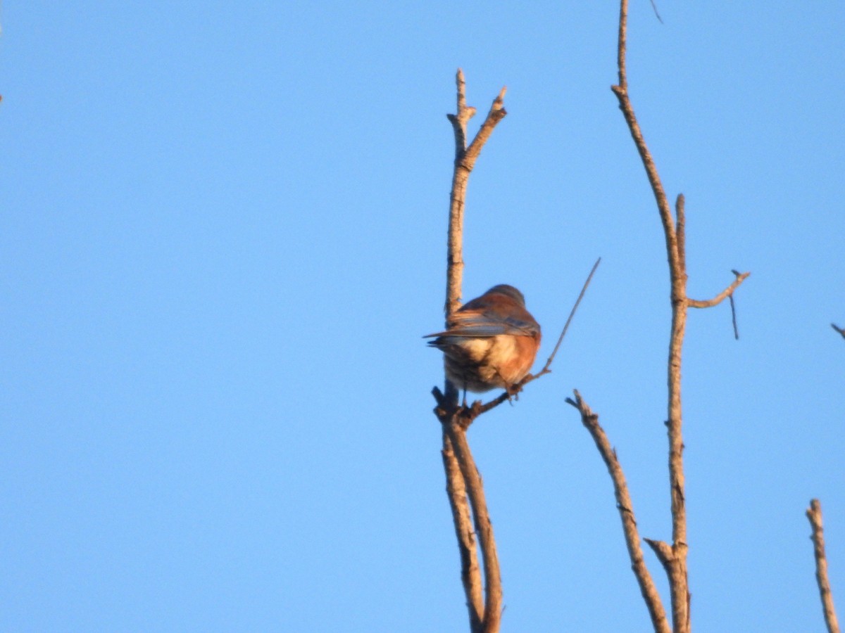 Western Bluebird - ML645558773