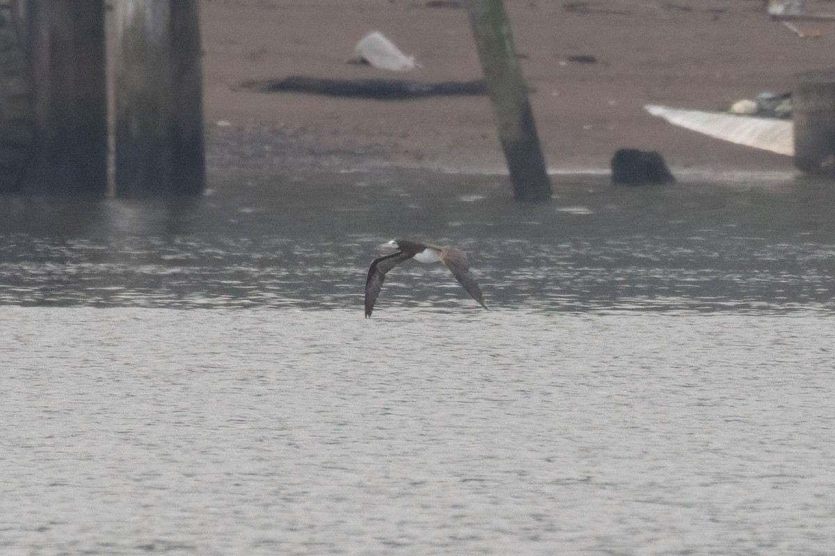 灰頭鰹鳥 - ML645558779