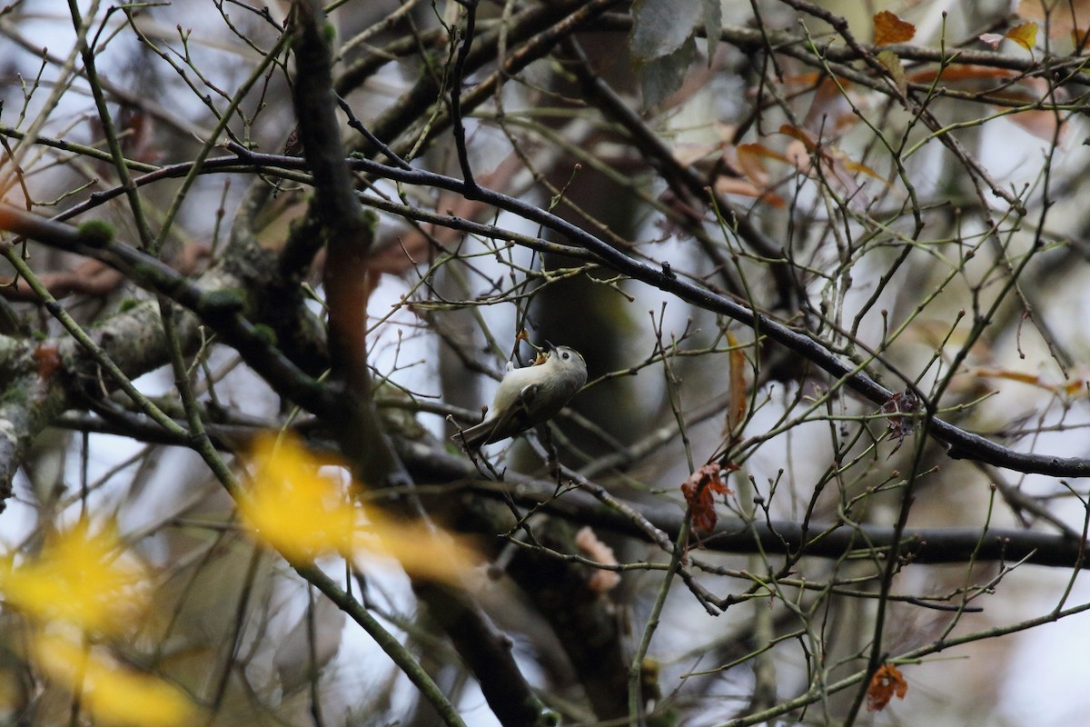 Goldcrest - ML645558780