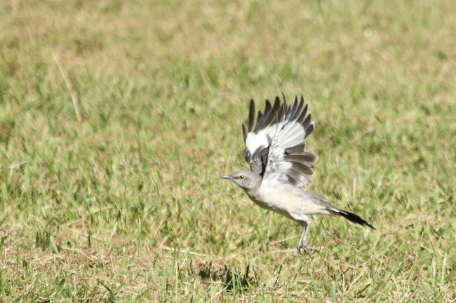 Northern Mockingbird - ML645558782