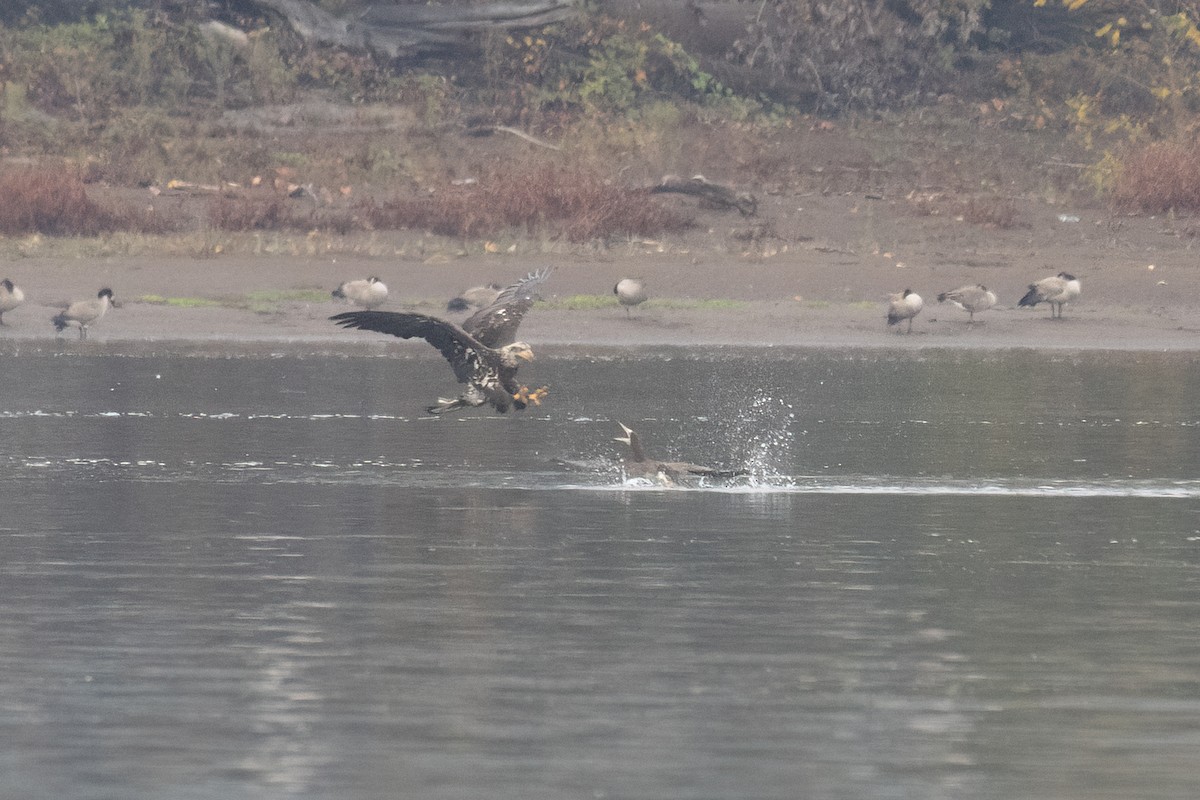 灰頭鰹鳥 - ML645558784