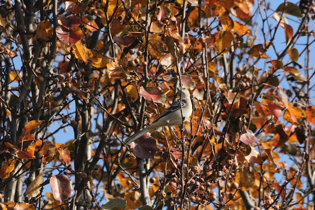 Northern Mockingbird - ML645558790