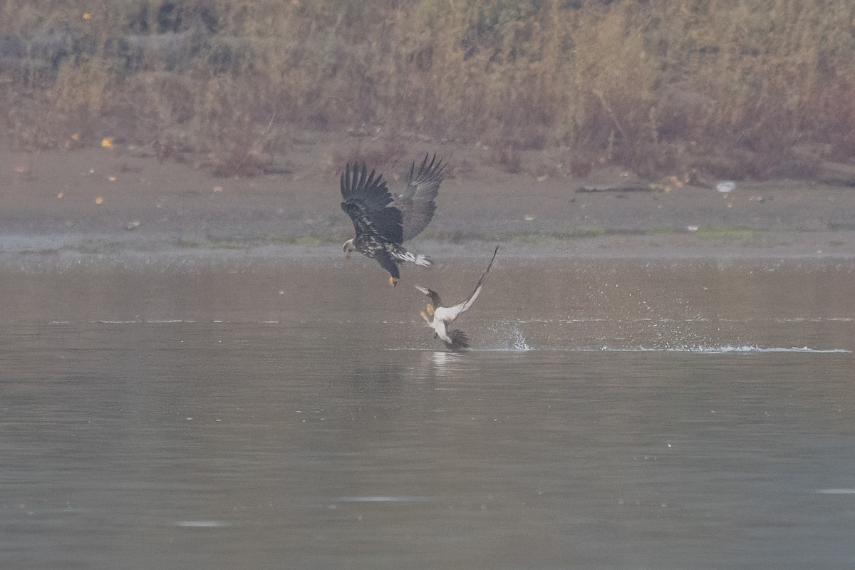 灰頭鰹鳥 - ML645558791