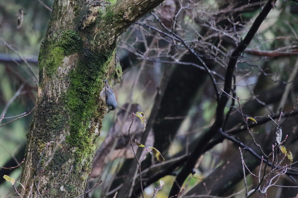 Eurasian Nuthatch - ML645558794