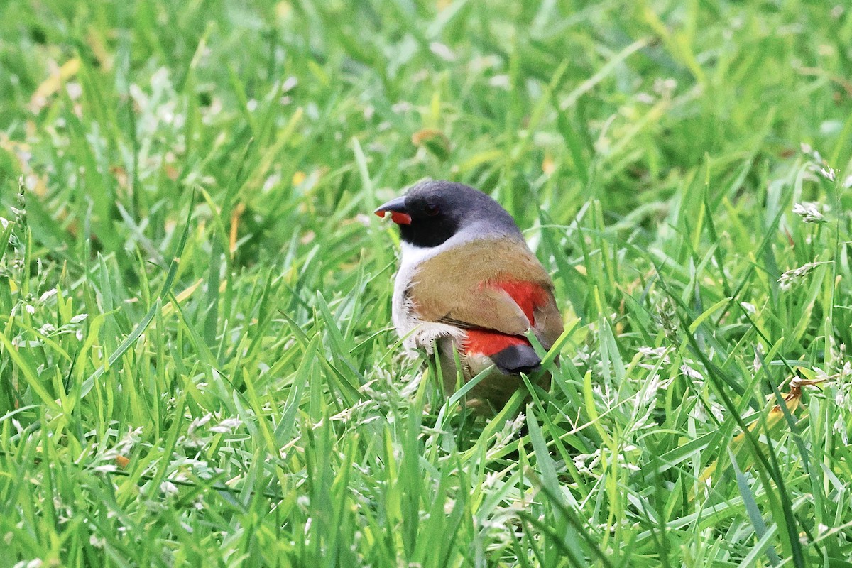 Swee Waxbill - ML645558796