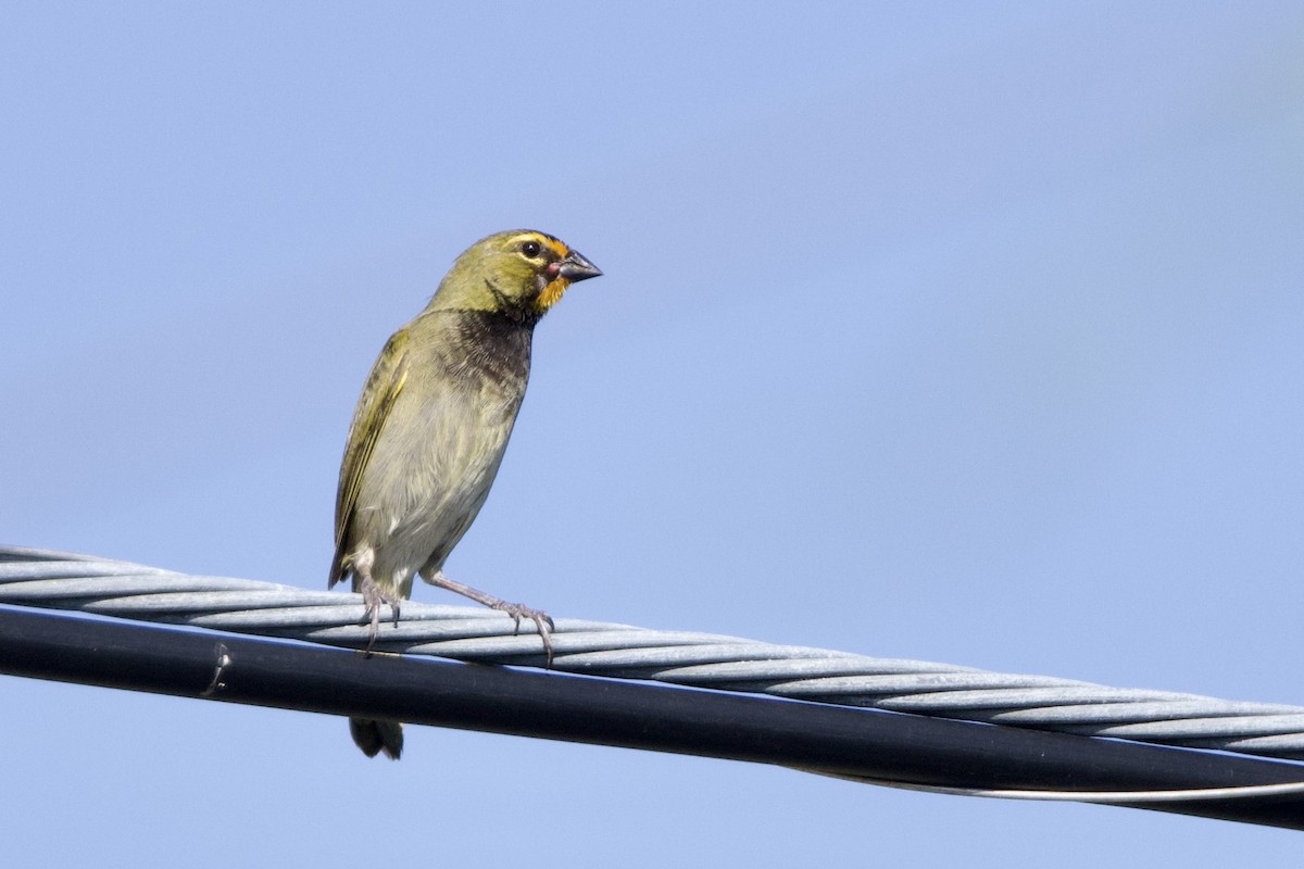 Yellow-faced Grassquit - ML645558798